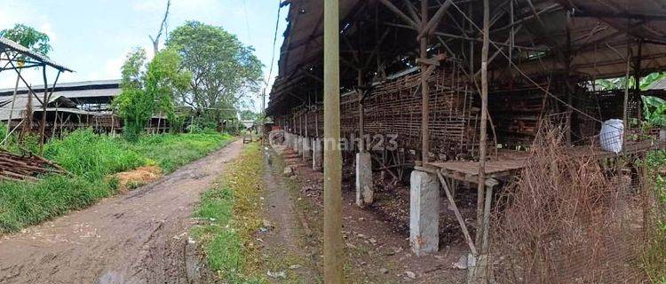 Peternakan Ayam Petelur di Desa Kemiri, Kec. Mauk, Tangerang 1