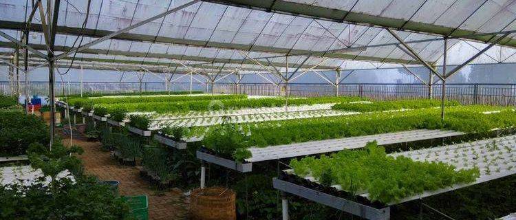 Dijual Gudang dan Greenhouse Sayuran Hidroponik di Lembang SHM 1