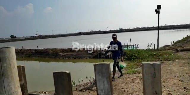 TAMBAK UDANG, DLL MASIH PRODUKTIF DI KARAWANG BARAT 1