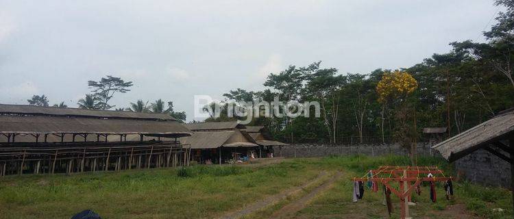 TEMPAT ATAU LAHAN LANGKA COCOK UNTUK PETERNAKAN AYAM DI DAERAH KERTOSARI LUMAJANG 1