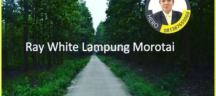 MURAH TANAH BERIKUT KEBUN JATI SELUAS 76 HEKTAR DI NATAR LAMPUNG SELATAN 1