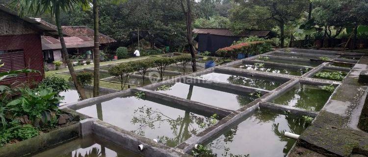 TANAH PRODUKTIF DAN RATUSAN TAMBAK IKAN SIAP MELANJUTKAN USAHA BESERTA RUMAH DI DRAMAGA BOGOR 1