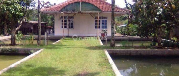 Rumah lama halaman luas di warung kondang cilaku ci anjur jawabarat 1