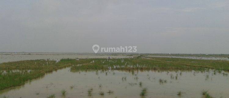 Tanah Sawah Strategis Untuk Kandang dan Pertanian Di Losarang . 1