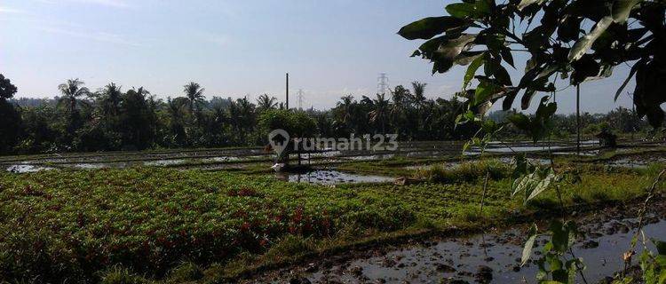 Land for sale, area 2,000m2, rice field view, in Batuan, Ubud, Bali 1