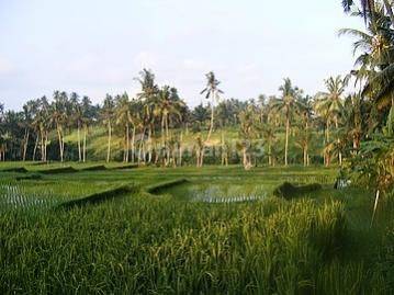 Land for sale, area 38,000m2, view of rice fields and river, in Ubud, Bali 1