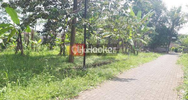 Kalving di Sipodang Tembalang Semarang 1