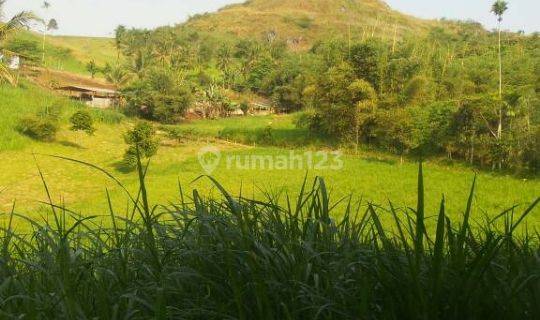 tanah lokasi Sukabumi, ada peternakan  Sapi Limosin 1