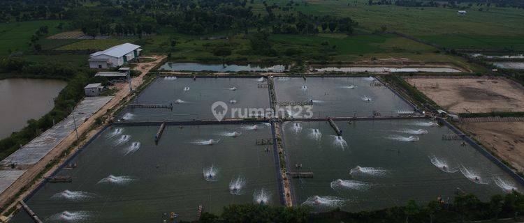 Tanah Tambak Bancar, Tuban 1