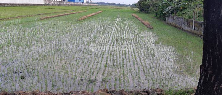 Tanah Di Desa Trengguli, Demak 1