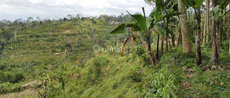 Tanah Agrowisata Katung Bangli 1