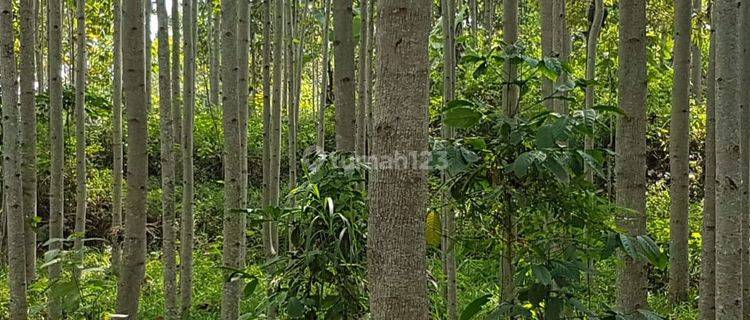 Tanah kebun di sukahayu Rancakalong Sumedang 1