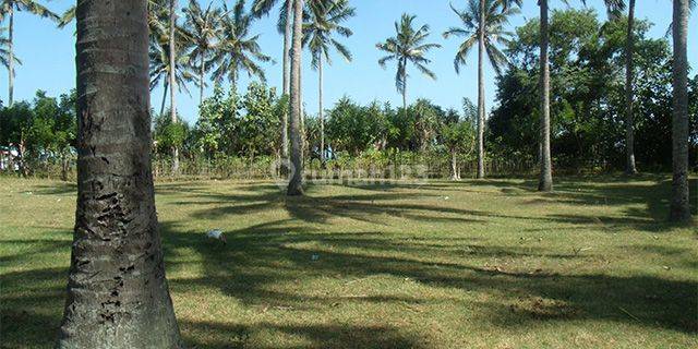 Prime Beachfront Land - 3040 Sqm Freehold Plot In Jembrana - 1918 - L 1