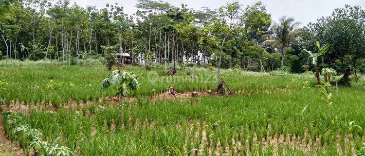 DIJUAL TANAH 4HEKTAR DI CITERAS, KECAMATAN RANGKAS BITUNG 1