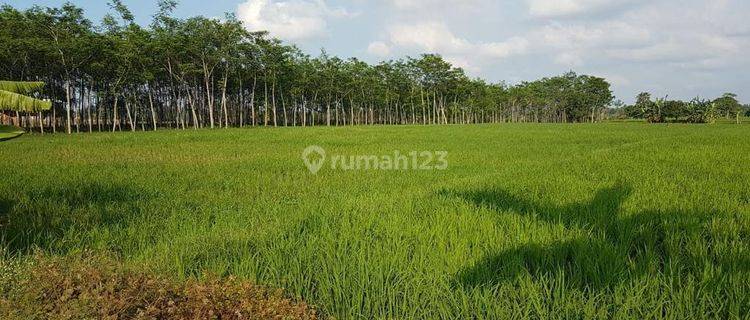 Tanah kebun jl randu gong kejayan pasuruan 1