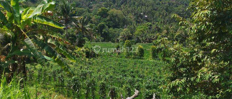 25.570 Sqm Land Freehold in Mayong, Buleleng 1