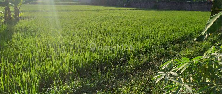 Tanah sudah tembok keliling siap bangun view sawah 1