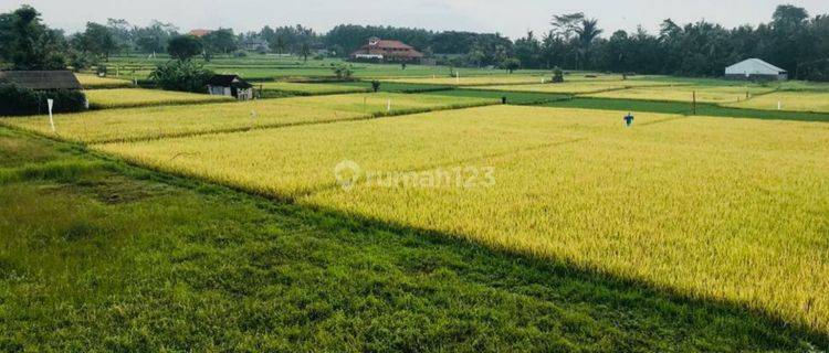 Tanah view sawah sdh di aspek paling murah di ubud cocok villa dan resto 1