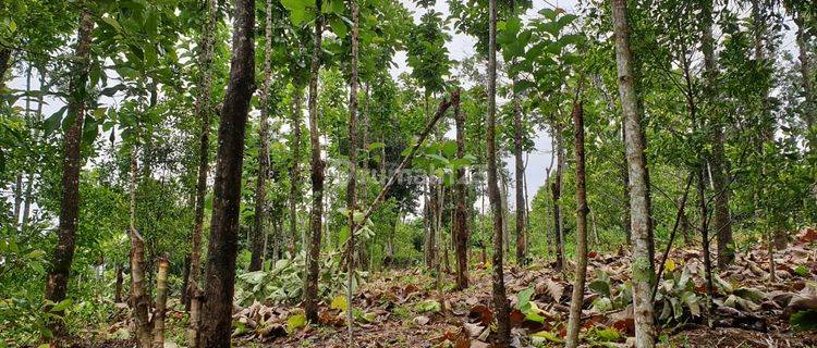 Tanah kebun Di Sukabumi 1