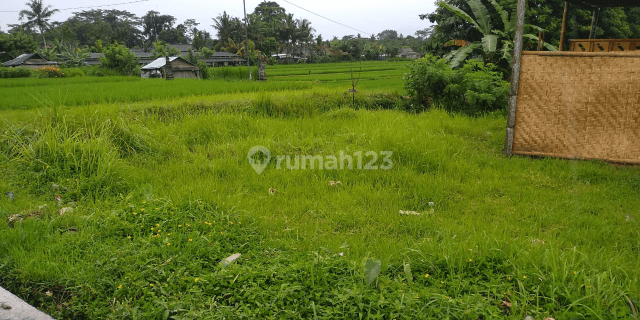 Tanah Murah BUC Lokasi Kuwum Marga Tabanan 1