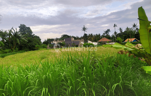 Tanah view sawah cantik hrga murah dekat pantai 1