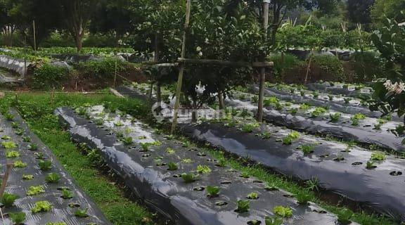 Tanah 1ha Cibodas Lembang Bandung Barat 1