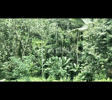 Tanah Los Sungai View Jungle Super Keren Di Kliki 1