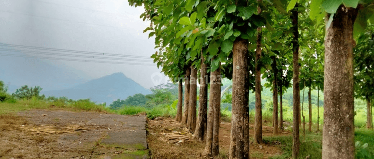 Tanah SHM Bonus Kebun Rambutan Dan Pohon Jati Harga Terjangkau Lokasi Strategis Pinggir Jalan Raya Propinsi 1