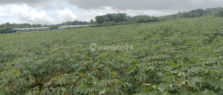 Lahan Infustri Siap Bangun di mayong Jepara Jawa Tengah 1