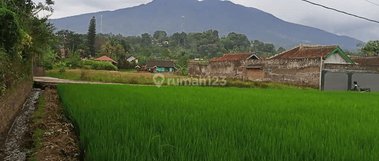 tanah sawah 1