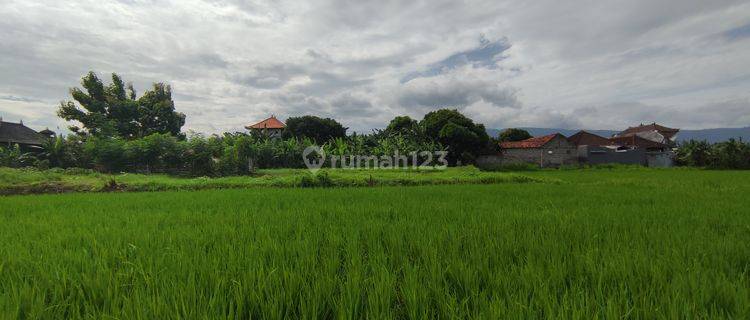 FREEHOLD LAND 2.400 SQM IN SINGARAJA 1