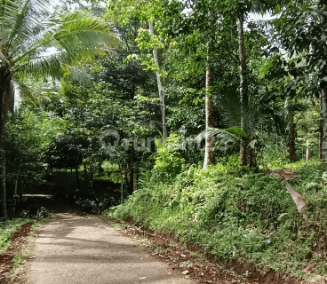 Tanah kebun durian dan manggis 100 meter dari jalan asphalt di Tabanan Bali 1