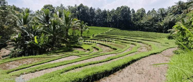 Tanah sawah terasering dan kebun kopi di Tabanan Bali 1