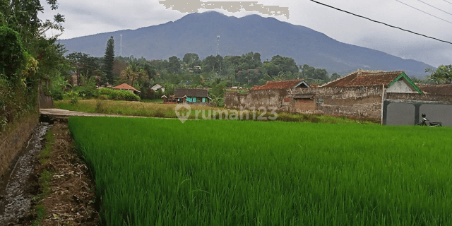 tanah sawah 1