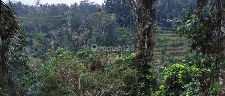 Tanah view jungle dan lembah keren di ubud utara 1