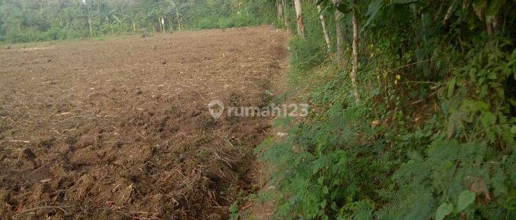 Tanah Maribaya Tegal dekat pantai zona kuning 1