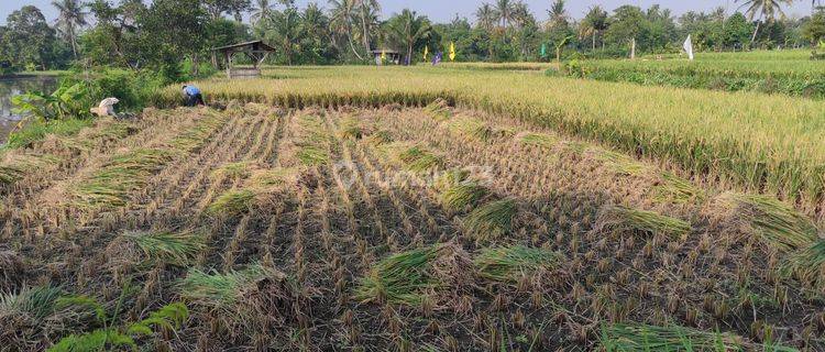 Tanah Sawah Produktif Murah Nego Sampai Jadi Di Pusat Kota Cianjur 1