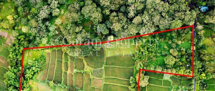 Rice Field Land at Tetebatu, East Lombok 1