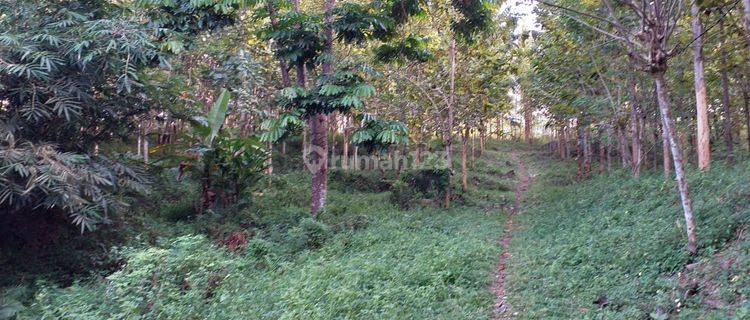 Tanah Matang Di Ciamis Banjar Jawa Barat 1