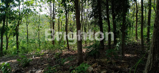 PLANTATION LAND FOR INVESTMENT IN MOUNT PATI, SEMARANG 1