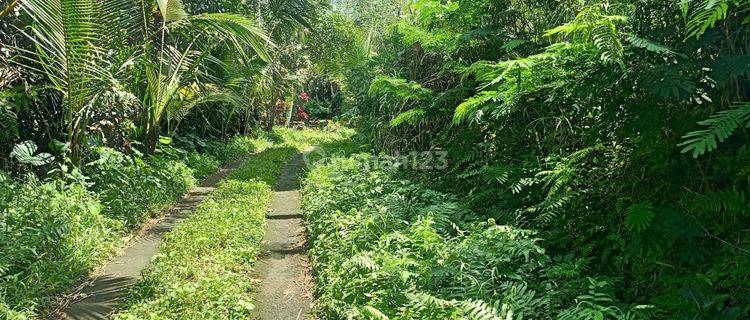 Cheap plantation land with car access in Penebel Tabanan 1