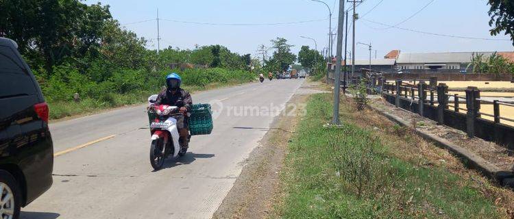 Tanah di Jalan Raya Mijen - Welahan, Demak 1