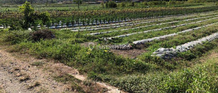 Tanah Kavling Ngombol Purworejo Jawa Tengah Siap Bangun 1