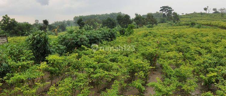 Tanah Plot Industri di Ploso Jombang 1