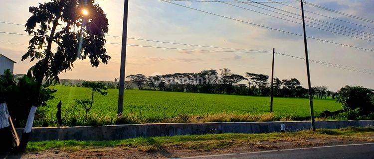 Tanah zona kuning jalur propinsi 1