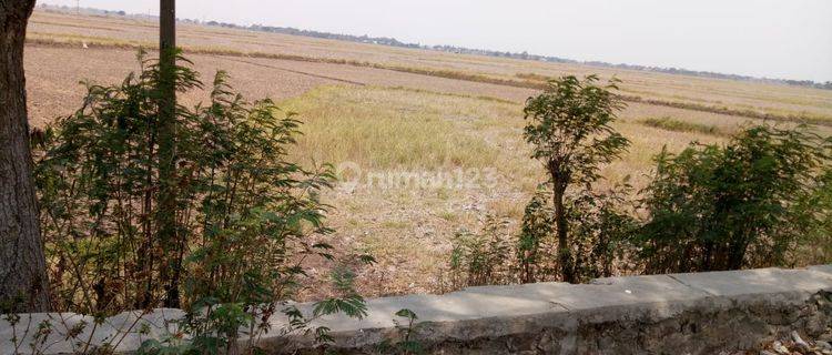 Di jual tanah sawah SHM di balaraja tangerang 1