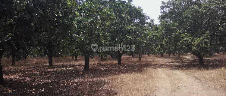 Kebun Mangga Subur Stratehgis DI Gantar 1