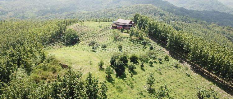 Tanah Kebon di pelabuhan Ratu, Sukabumi 1