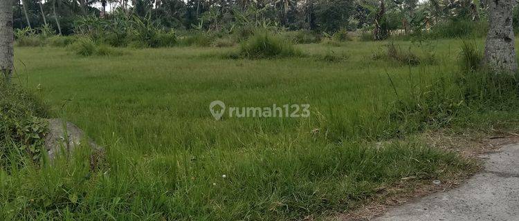 Tanah Super murah  di Harjobinangun Paken 1