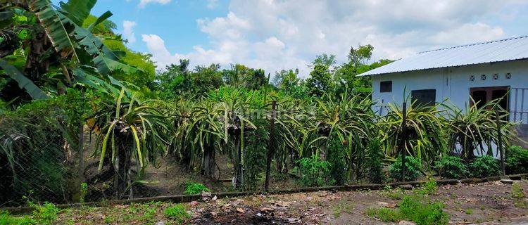 Tanah murah Ganjuran, Bantul cocok untuk investasi 1